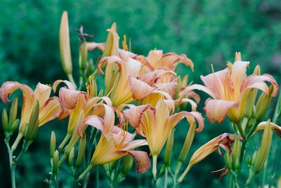 Hemerocallis 