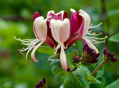 Lonicera caprifolium 