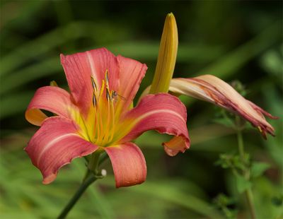 Hemerocallis 