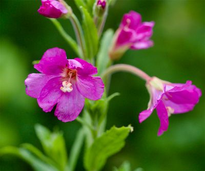 Epilobium hirsitum 
