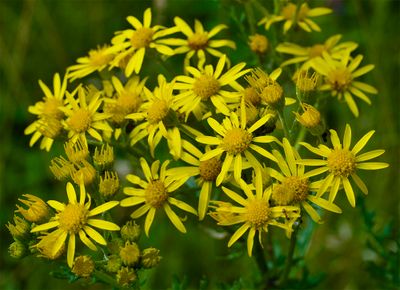Jacobaea vulgaris