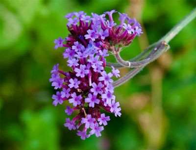 Verbena bonariensis 