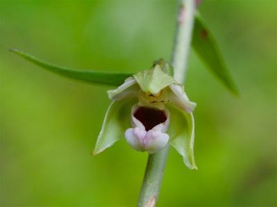 Wild orchids