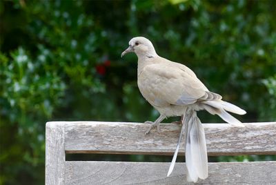 Collared Dove
