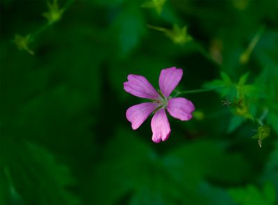 Geranium endressii 