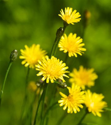 Hypochaeris radicata 