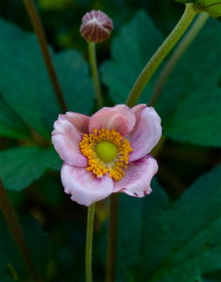 Anemone