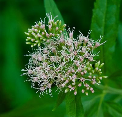 Eupatorium cannabinum