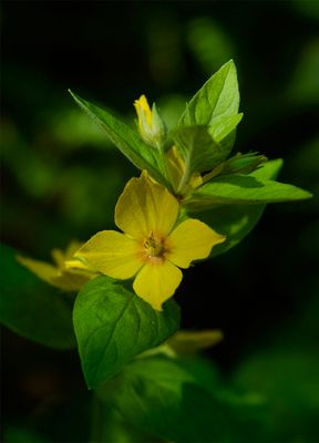 Lysimachia punctata 