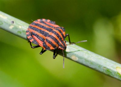 Bugs