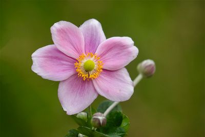 Anemone