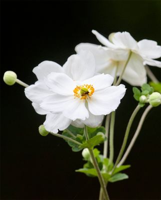 Anemone