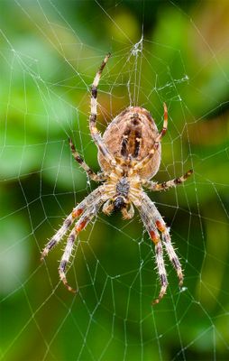 Araneus diadematus
