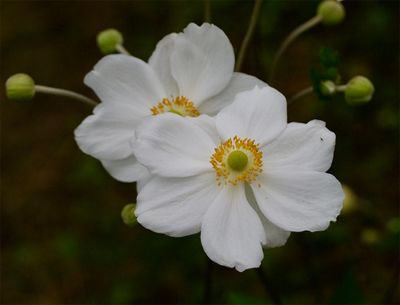 Anemone