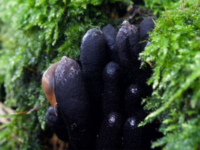 Deroceras invadens on Xylaria polymorpha