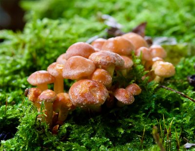 Hypholoma fasciculare