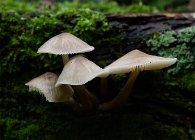 Mycena galericulata