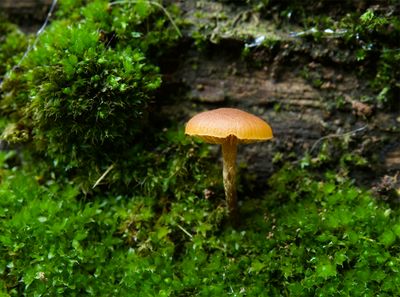 Galerina spec.