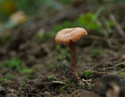 Laccaria laccata
