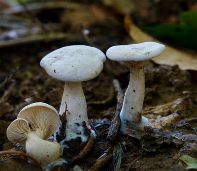 Clitopilus prunulus