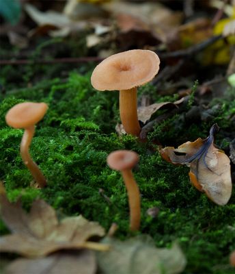 Laccaria laccata