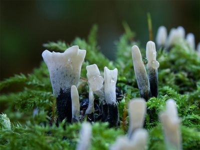 Xylaria hypoxylon