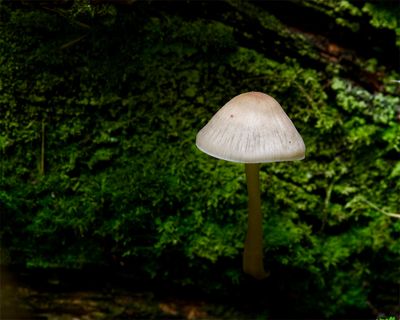 Mycena galericulata