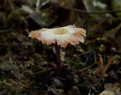Laccaria laccata