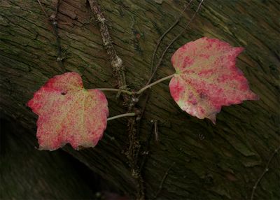 Just leaves