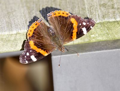 Butterflies