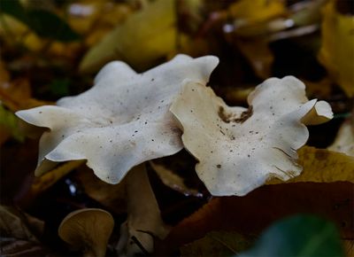 Clitopilus prunulus