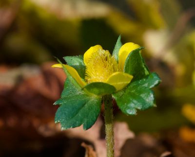 Potentilla indica 
