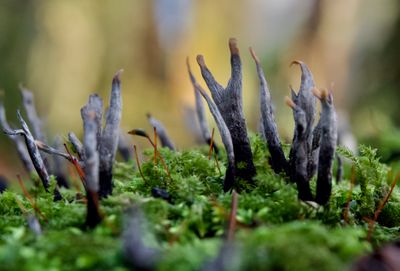 Xylaria hypoxylon 