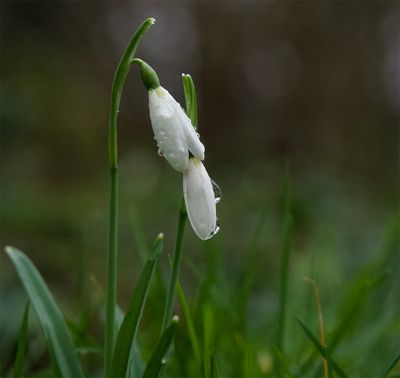 Galanthus nivalis 