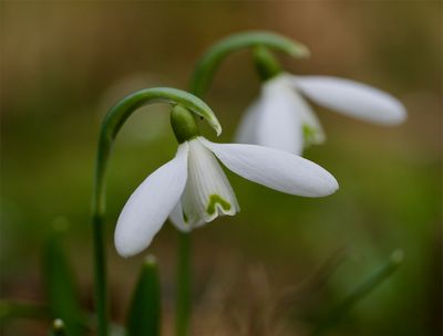 Galanthus nivalis 