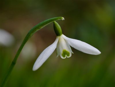 Galanthus nivalis 
