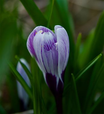 Crocus vernus 