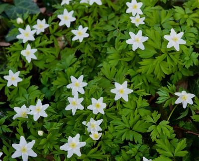 Anemone nemorosa 