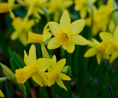 Daffodil