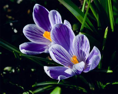 Crocus vernus