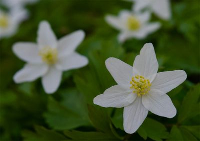 Anemone nemorosa