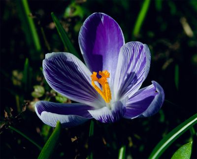 Crocus vernus