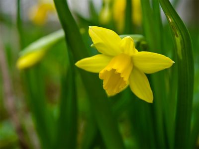 Daffodil