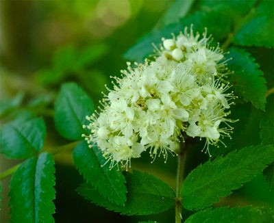 flowering trees and bushes