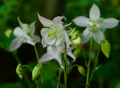 Gardenflowers