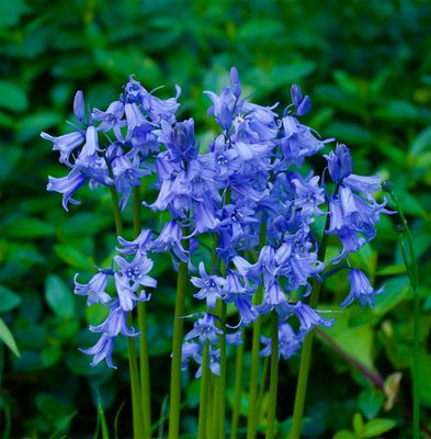 Wildflowers