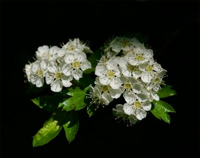 flowering trees and bushes