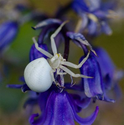 Spiders and such