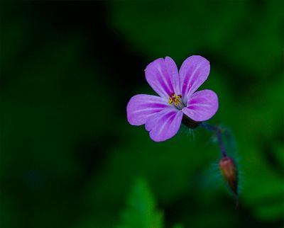 Wildflowers