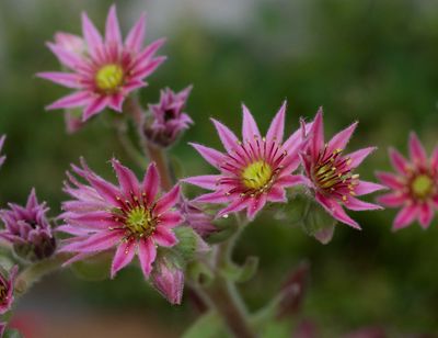 Wildflowers